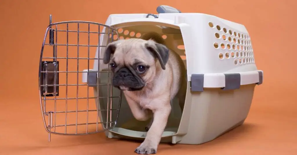 Can you spray paint a dog cage