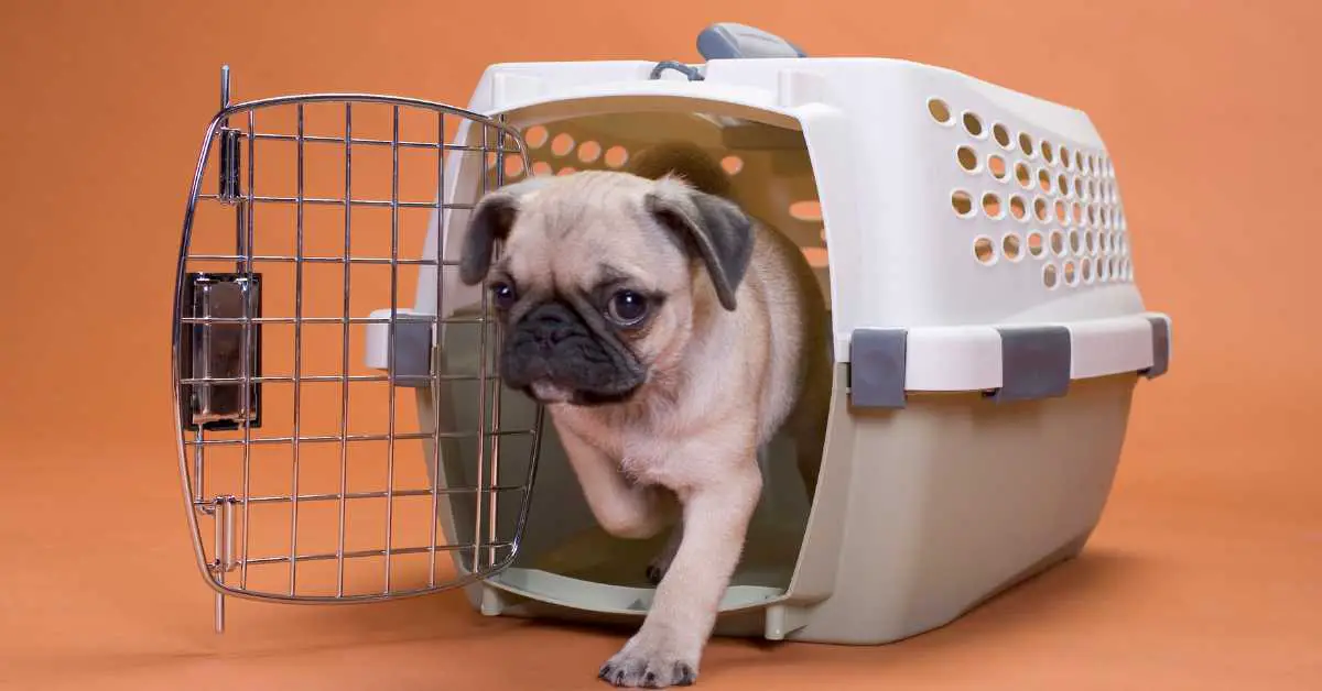 Can You Spray Paint a Dog Cage?